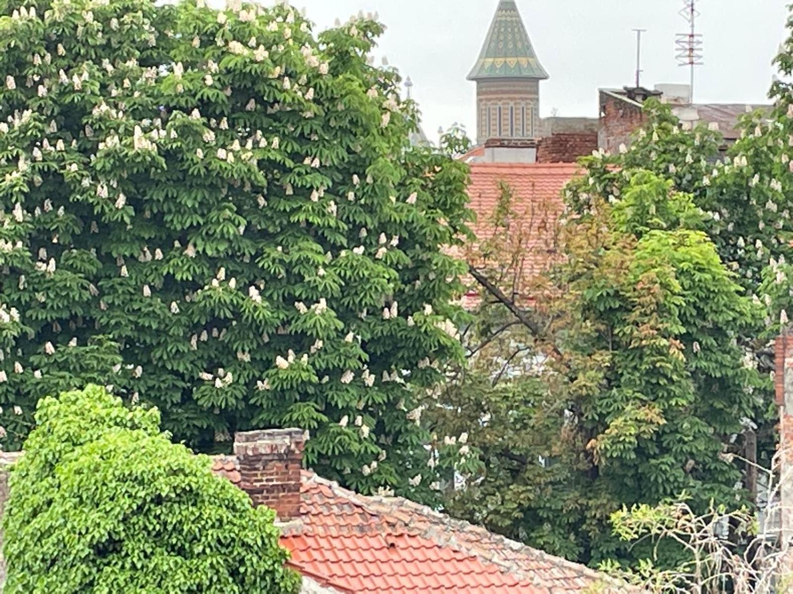 Central Terrace Escape With Jacuzzi Timișoara Zewnętrze zdjęcie
